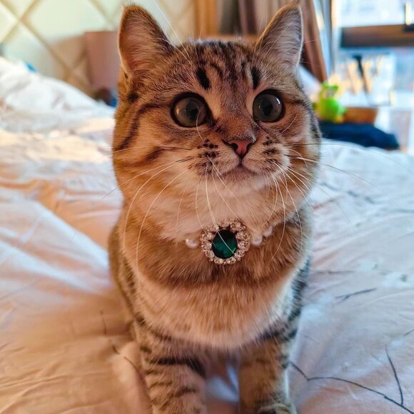 Pet Double Layered Green Necklace For Dogs Cats - Picture 5 of 5